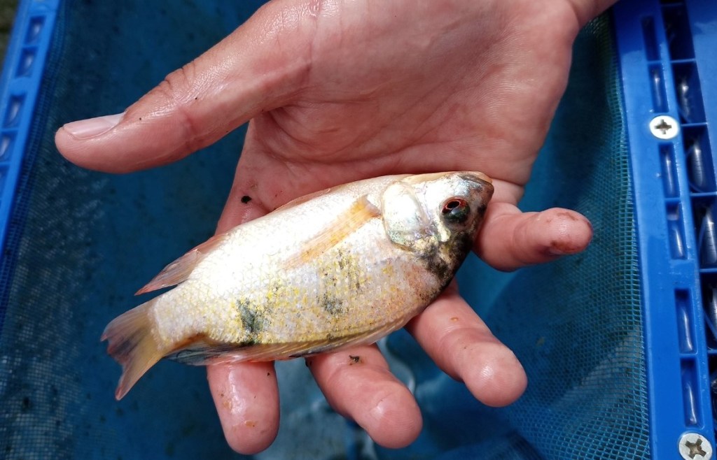 pesca y acuacultura en baja california