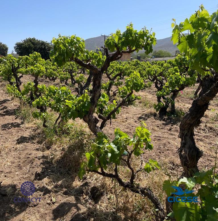 Vides patrimoniales en Baja California