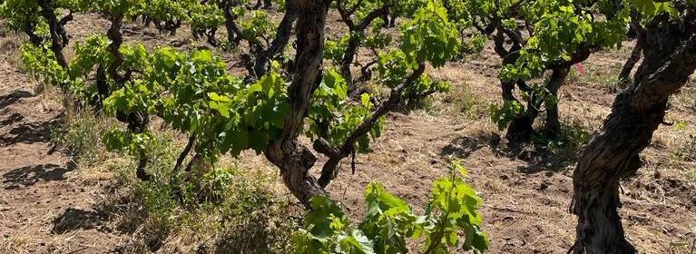 Vides patrimoniales en Baja California